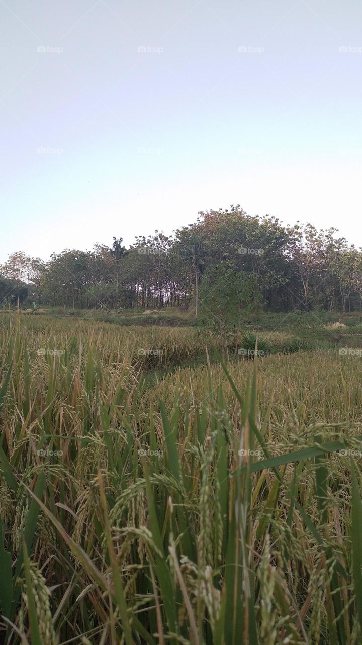 Beautiful view in the afternoon in the rice fields