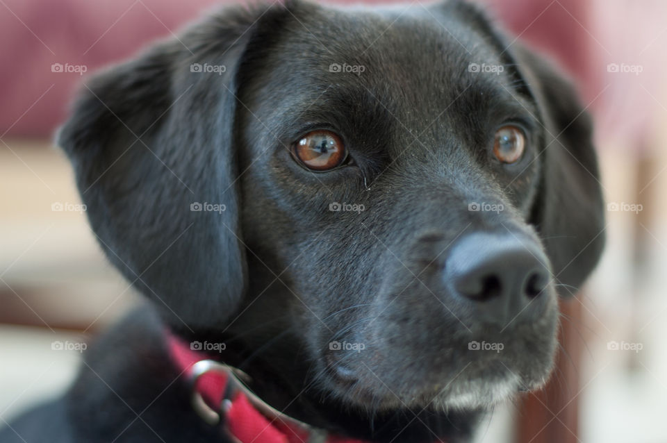 dog animal cute puppy by bushler14