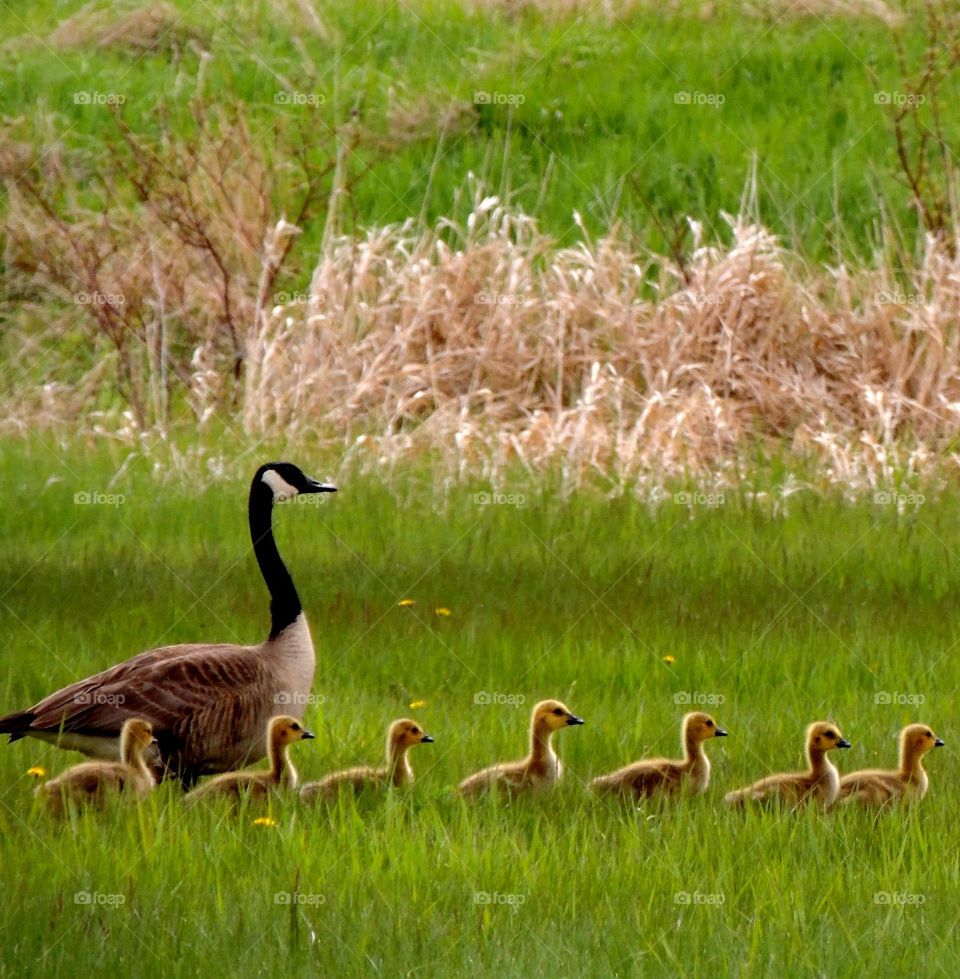 Momma Goose Leads the Way