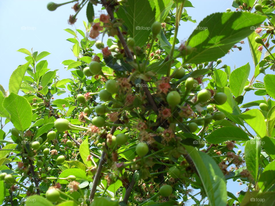 unripe cherries