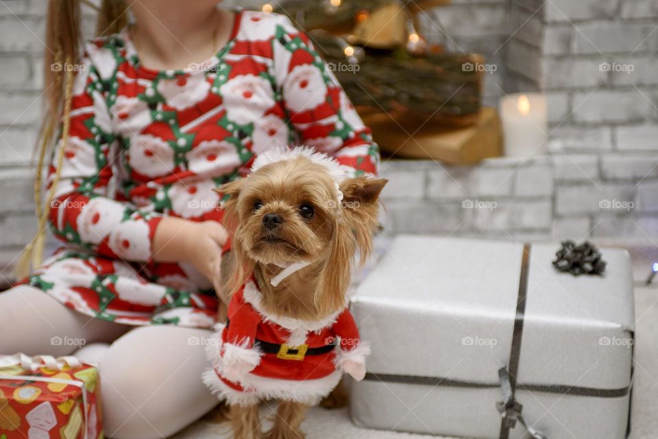 Close-up of a girl and a Yorkshire terrier in New Year's clothes and with gifts by the fireplace.