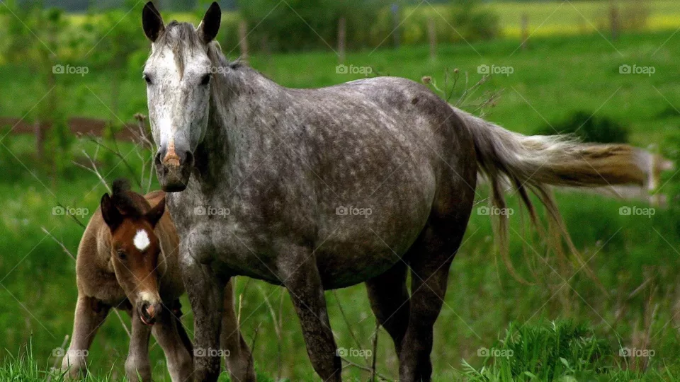 Horse with his kid