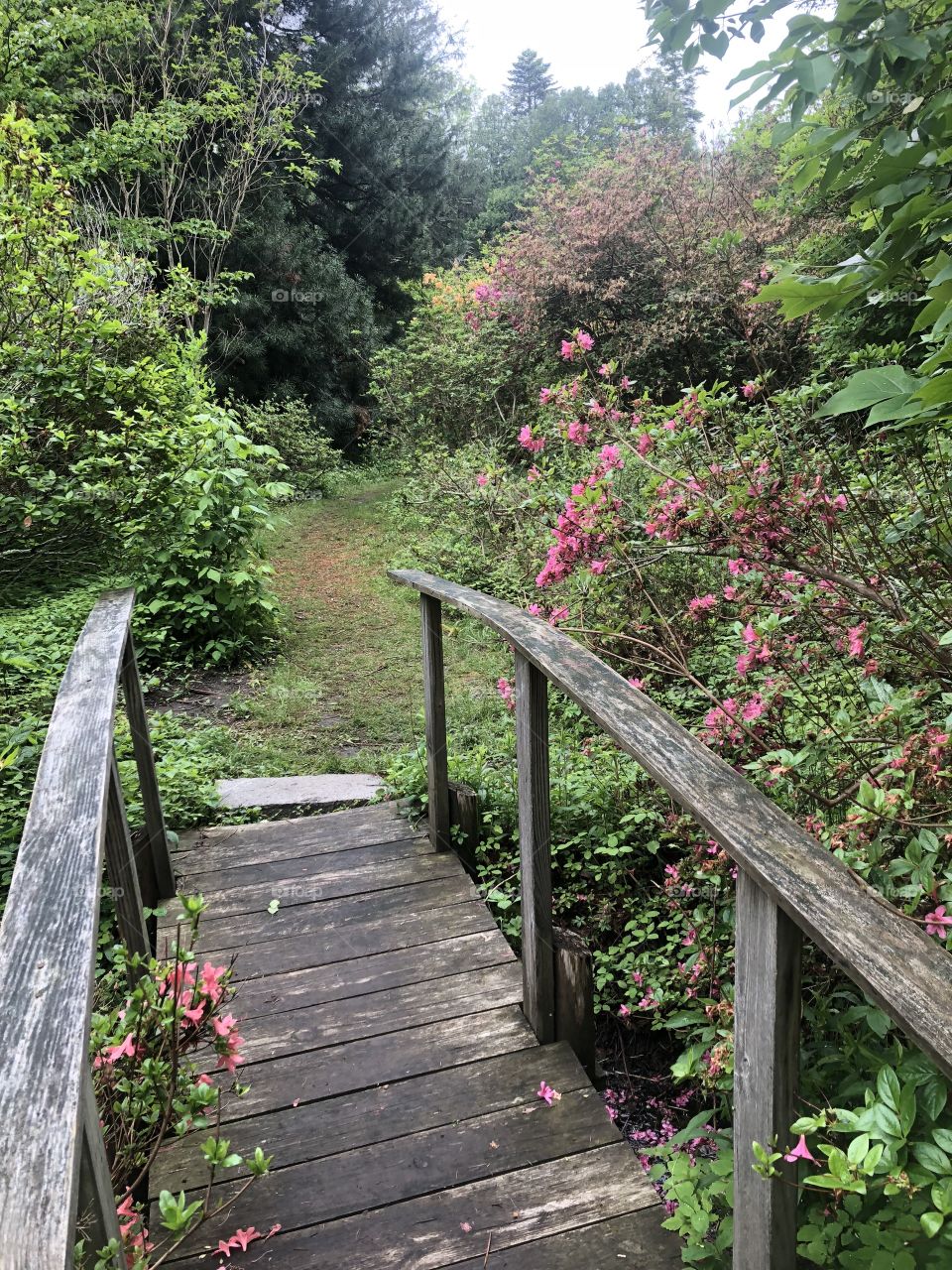 Wooden bridge in azalea garden