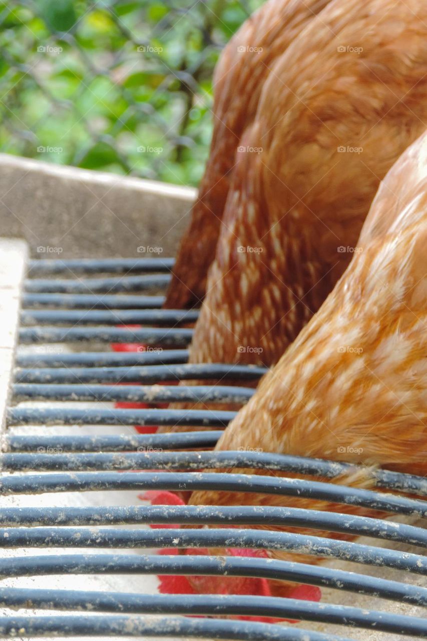 Lined up dear chickens