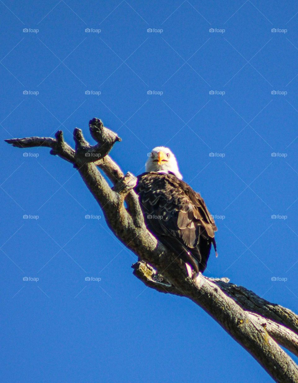 Bald eagle sitting up high in a tree branch on a clear summer day in southern Oregon 