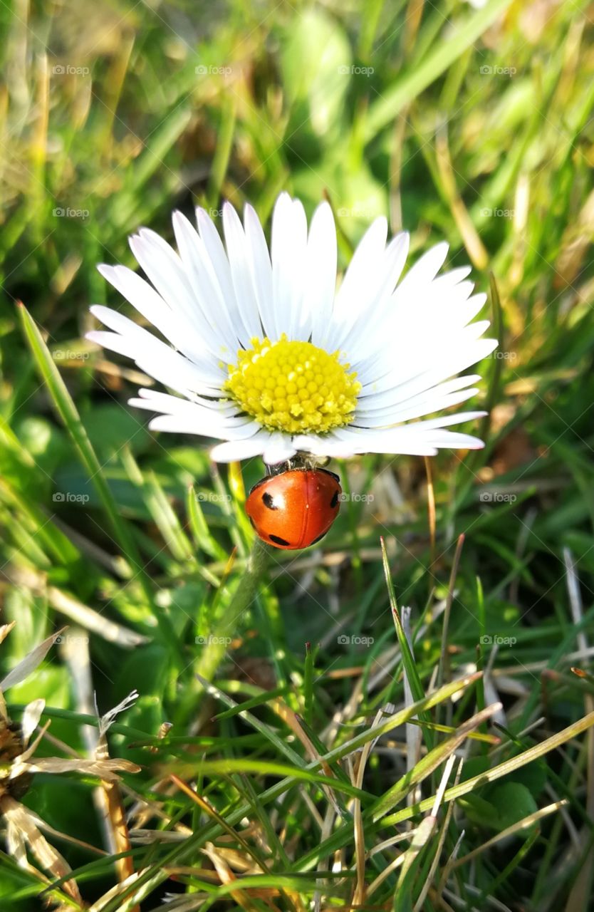 The beginning of spring - ladybug enjoying it's stay in the sun,protected by a beautiful daisy.