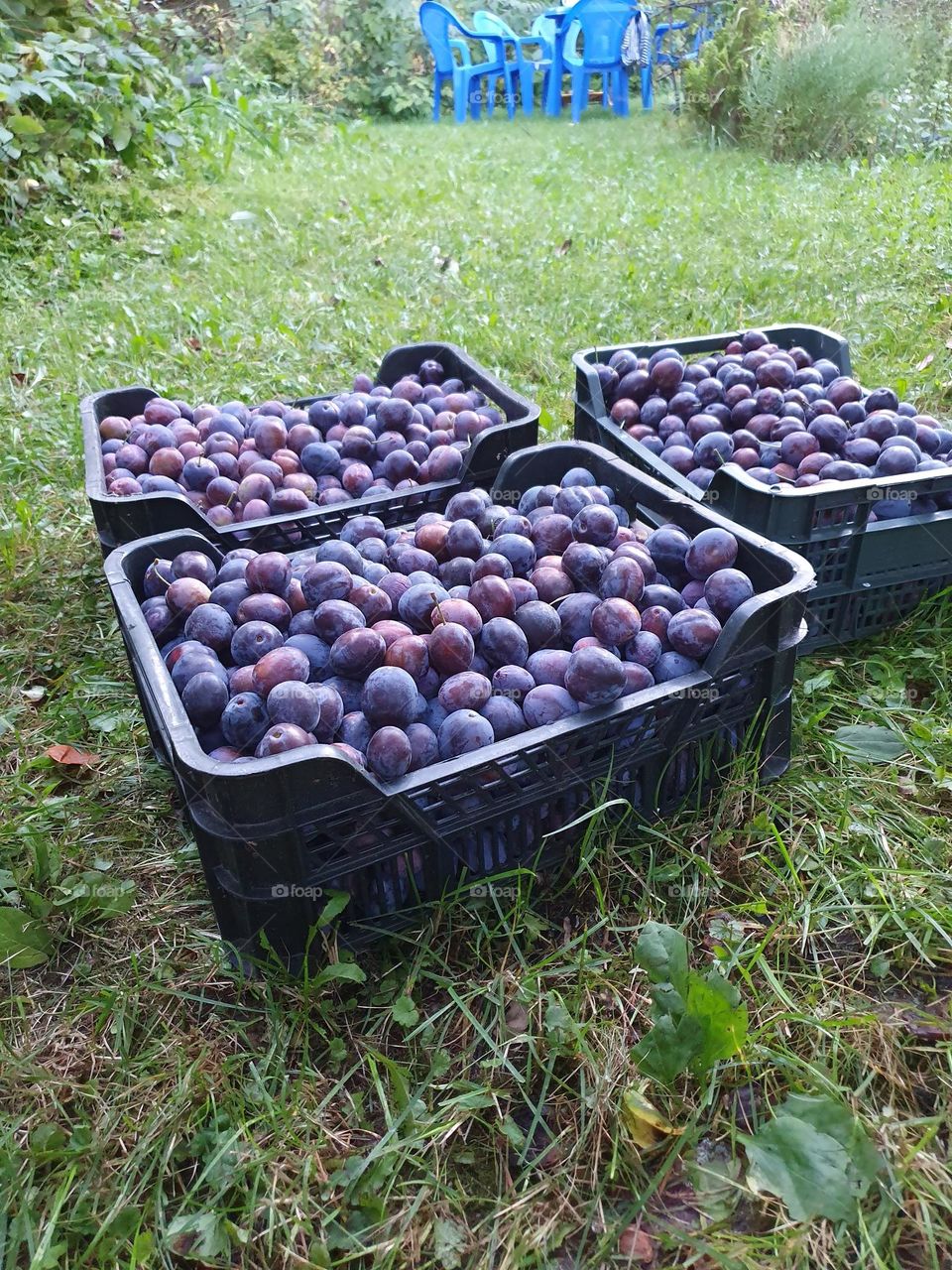 Handpicked plums are one of the little joys of summer.