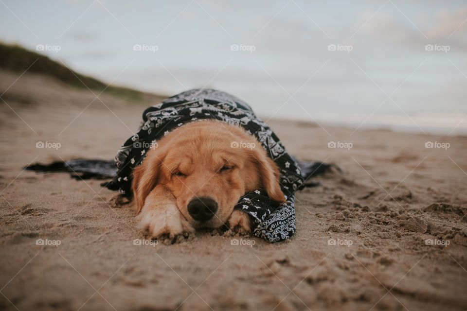 Golden retriever sleeping at beach 