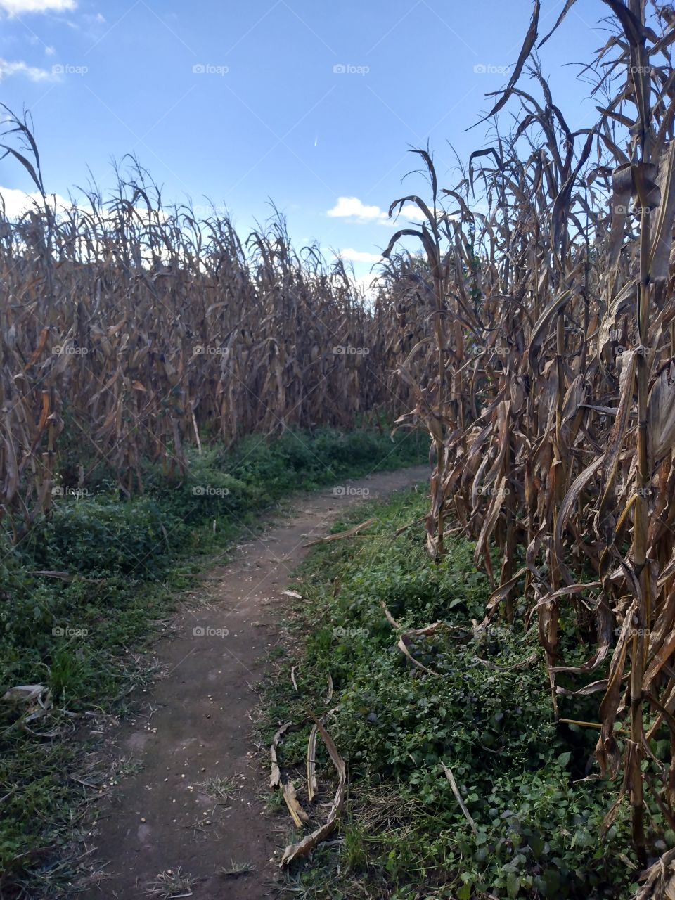 corn maze