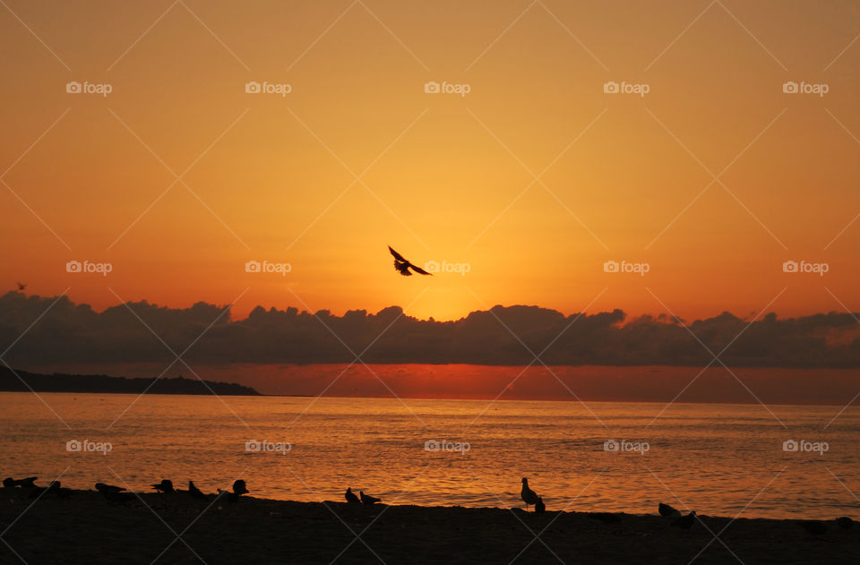 Silhouette of seagull flying over the sea