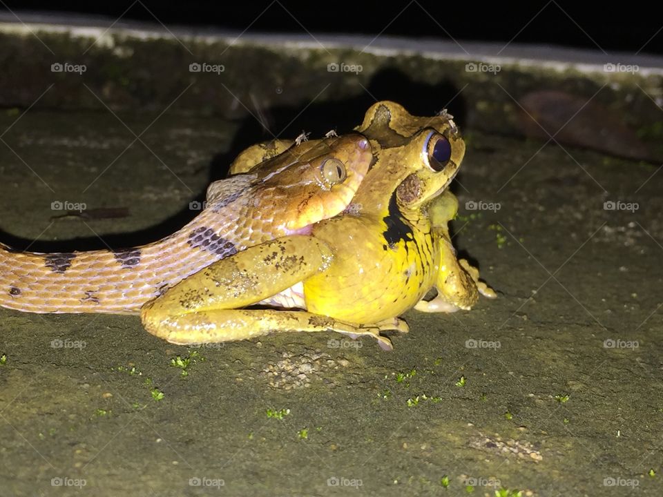 Serpiente devorando a una rana. parque Nacional pico bonito. Honduras.
