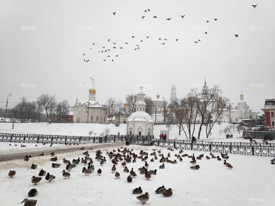 Русская зима, птицы