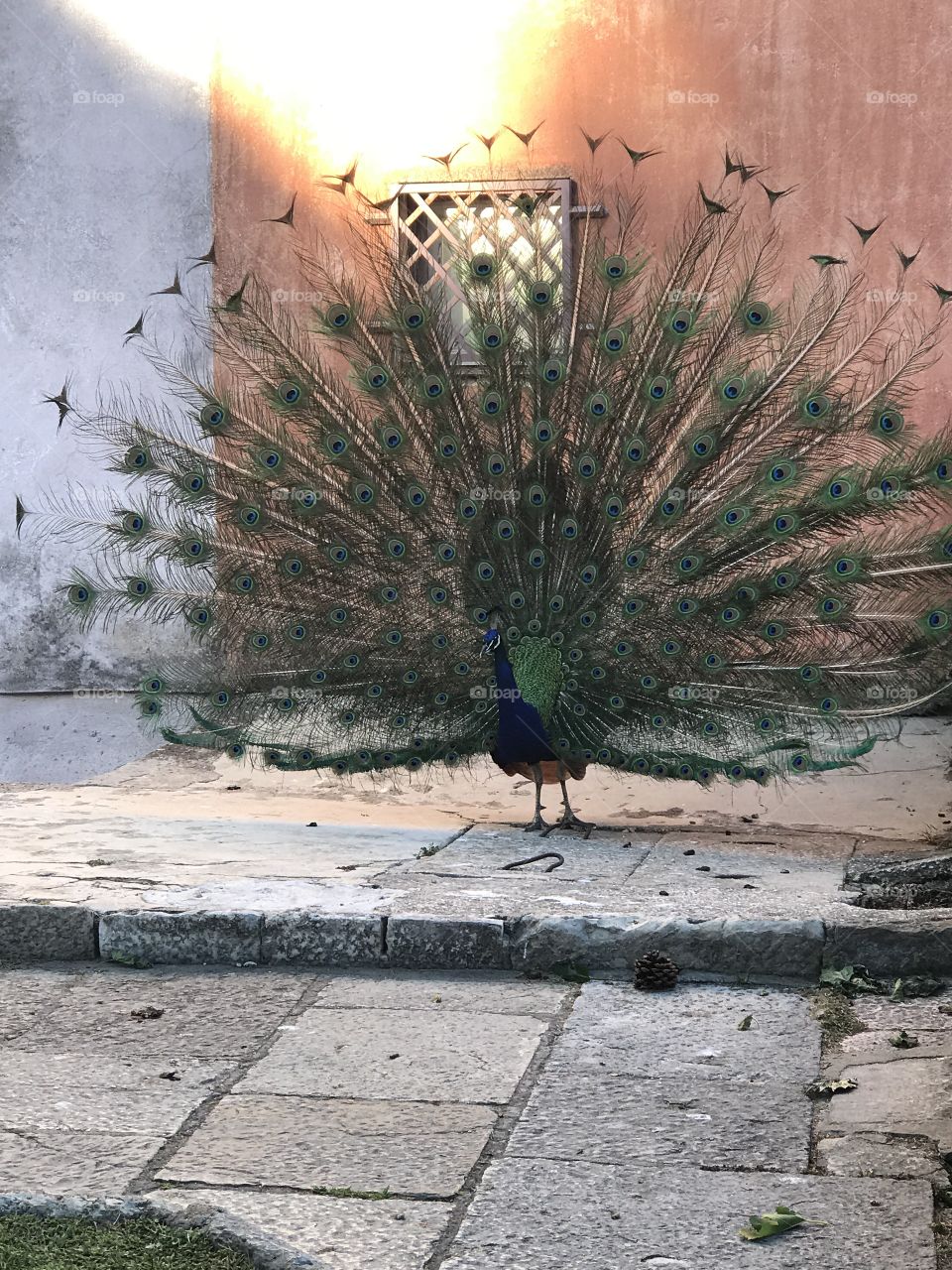 When we spread our wings to their fullest, true beauty is revealed. This picture was taken at the castle in Lisbon. Seems to be the home to this beautiful peacock who wasn’t shy about showing off!