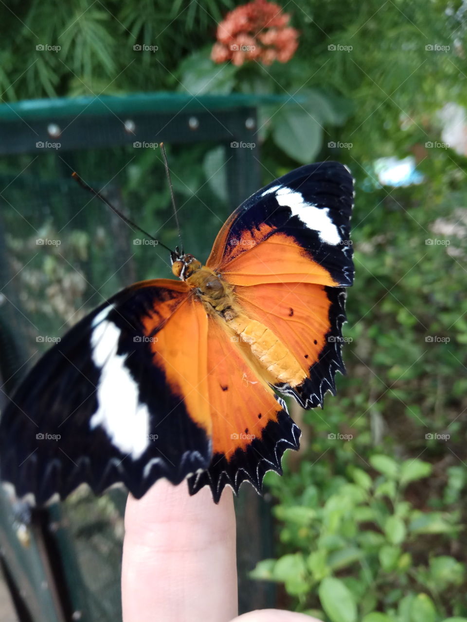 Beautiful Butterfly