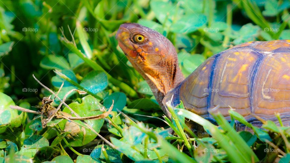 Close up view of turtle