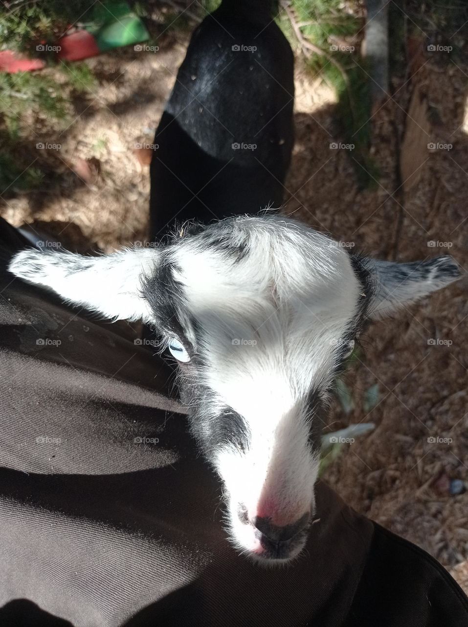 minigoat