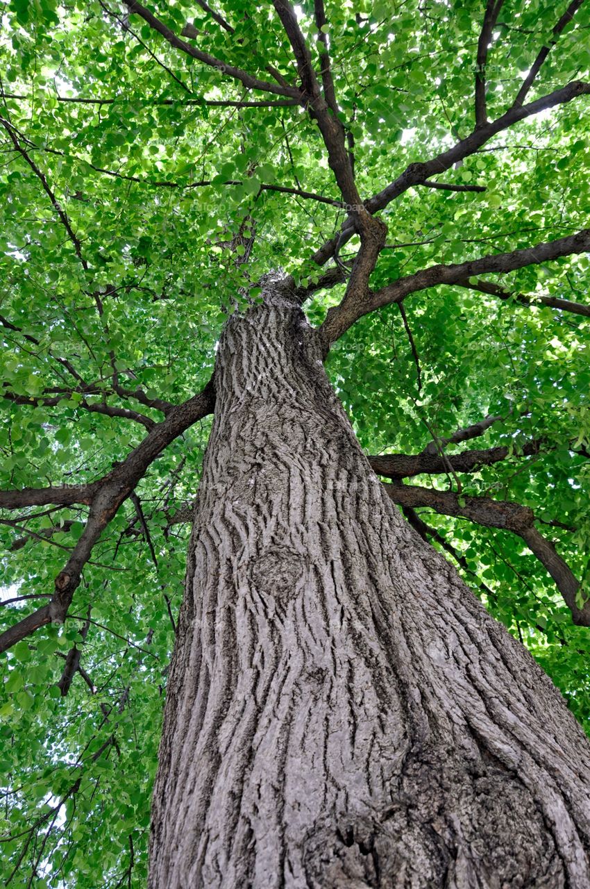 Fleetphoto Images. A tall oak tree grows on Governor's Island. Fleetphoto's finest photos. 
Zazzle.com/Fleetphoto 