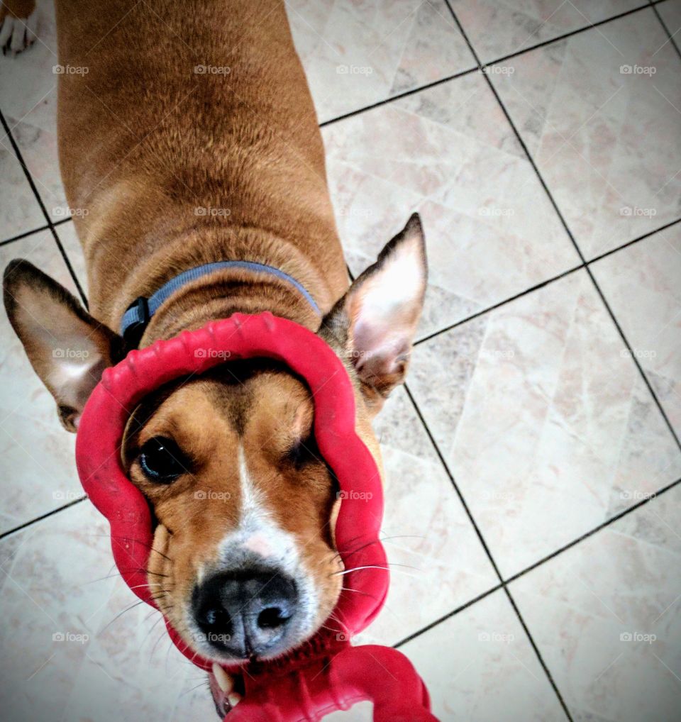 Playful Dog With Red Toy