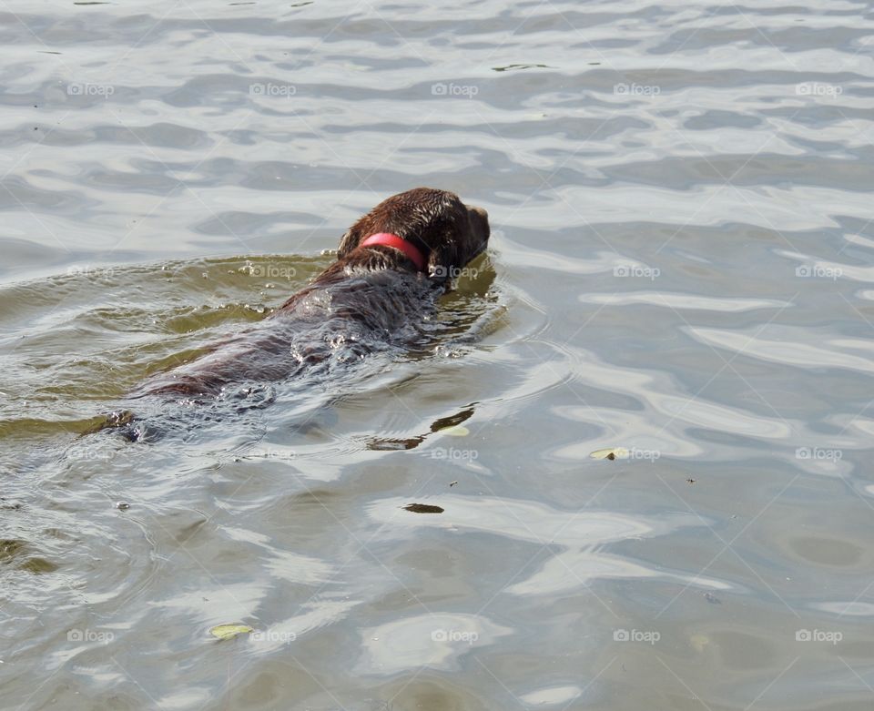 Chocolate lab swimming away from the camera in a lake.
