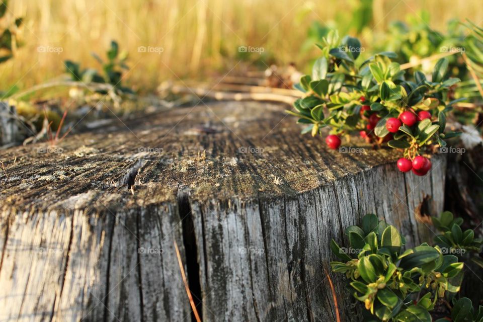 Close-up of Lingonberries