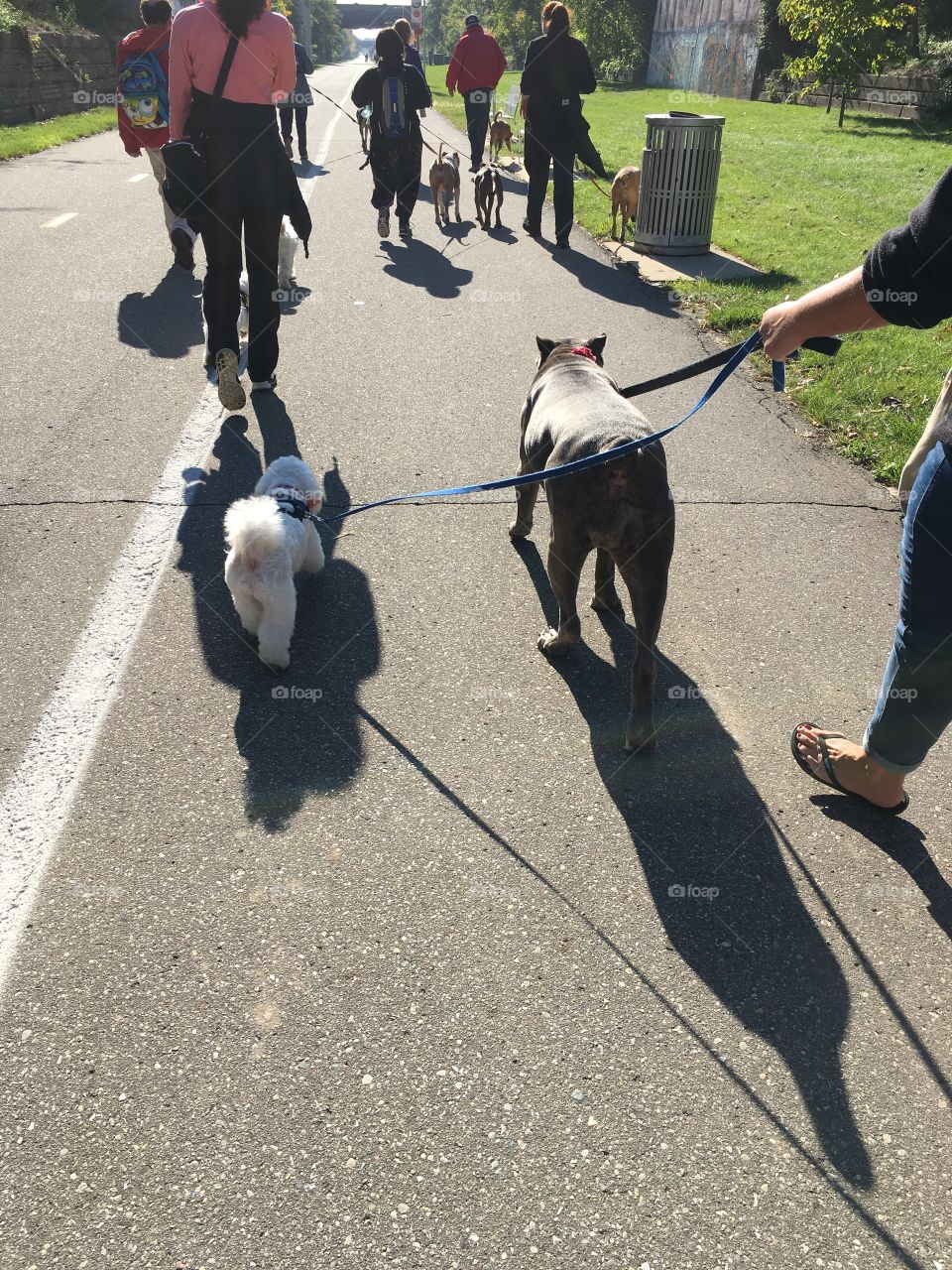 Riverfront dog walk