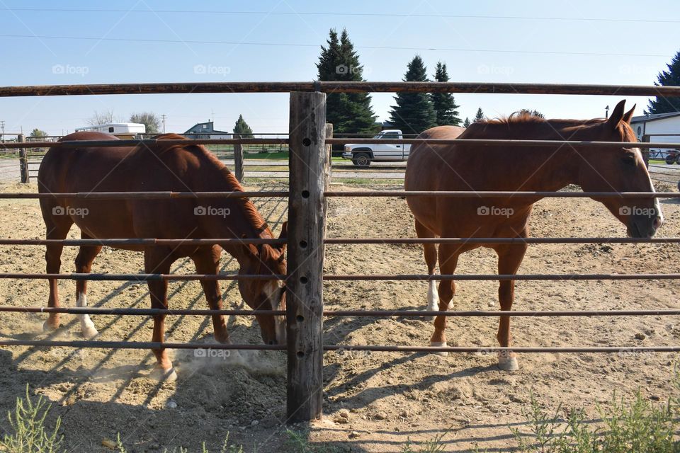 Two brown horses at a paddock.