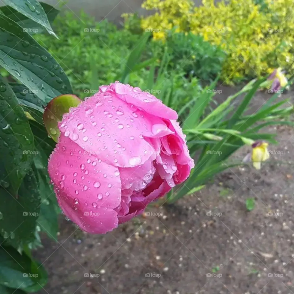 flowers- roses