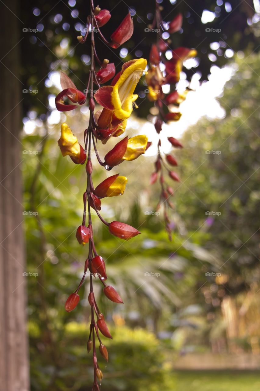 Bell Flowers