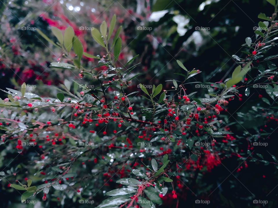 Phyllanthus myrtifolius,