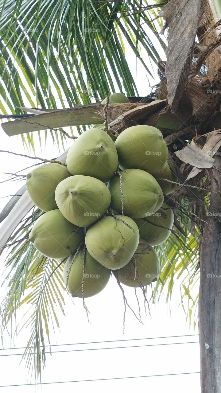 coconuts