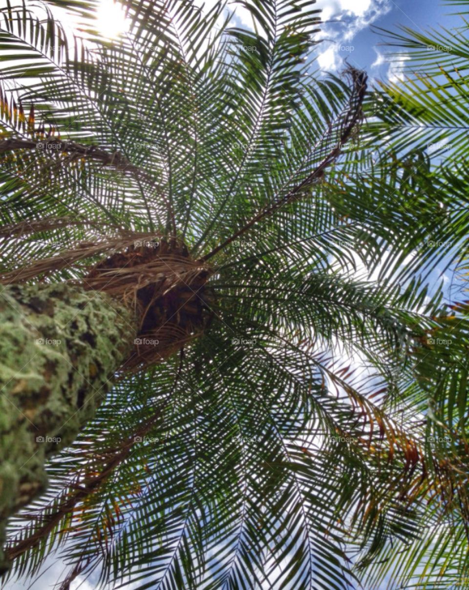 Florida palm tree