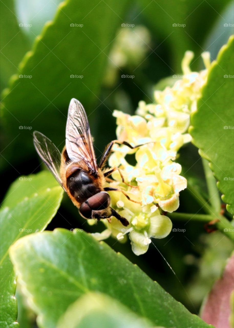 Fly, flower, macro,