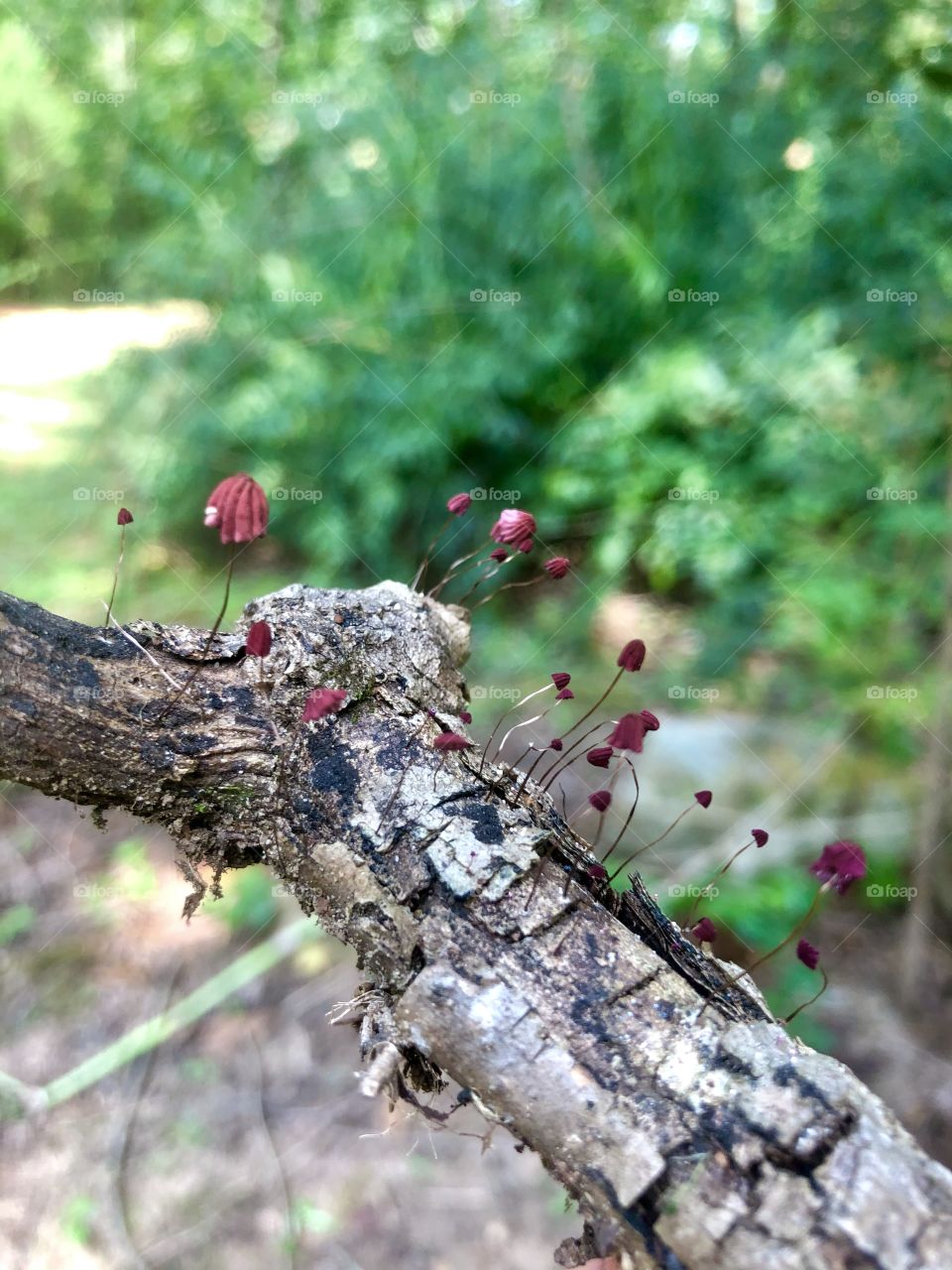 Unusual tiny red fungi 