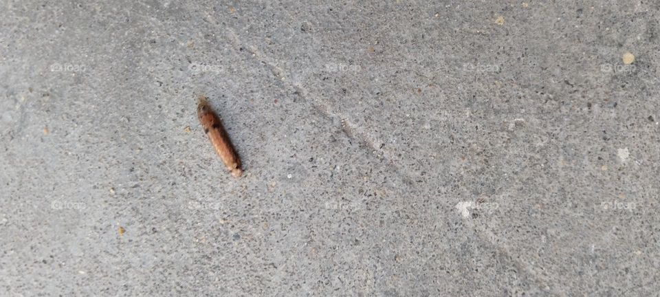 The creature is watching something.