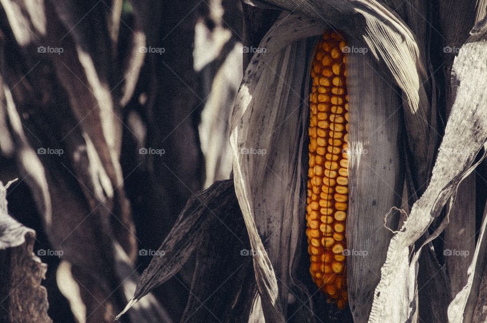 Blended color and black and white image of autumn corn cob on stalk ready for harvest