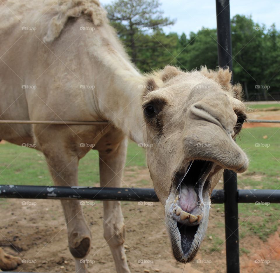 Hungry camel