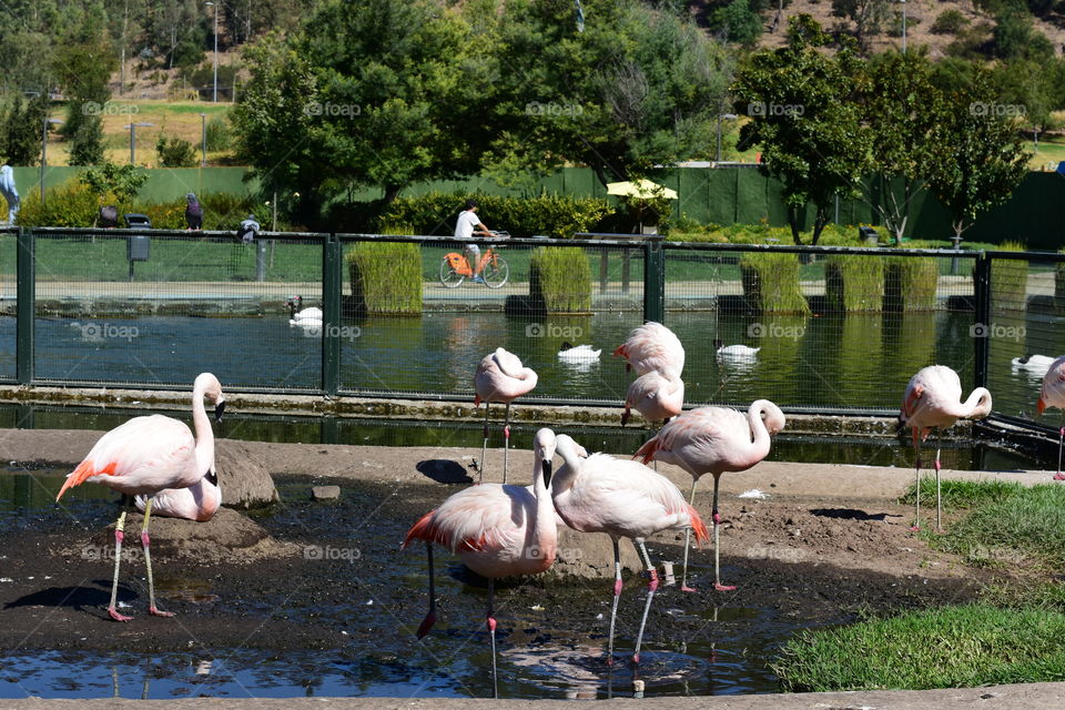 Birds in the lagoon park