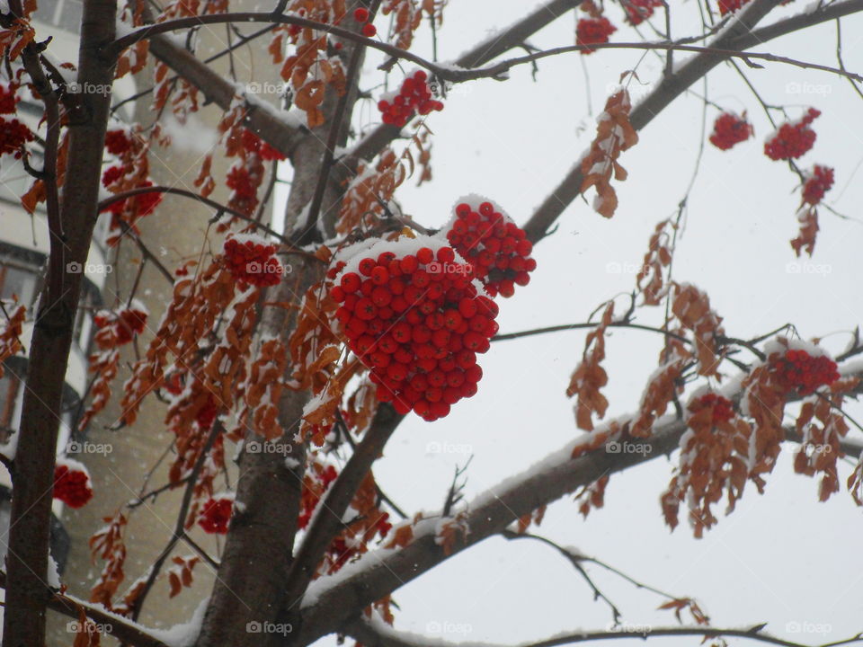 red rowan berries on a tree under the snow