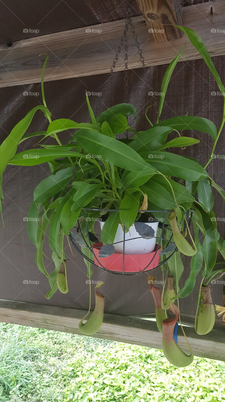 pitcher plant hanging