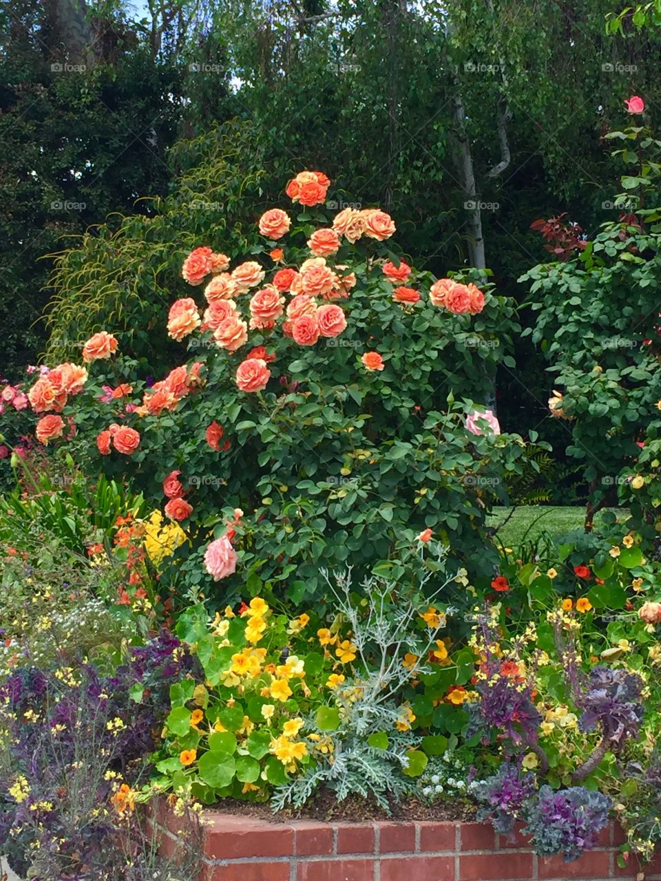 Rose Garden