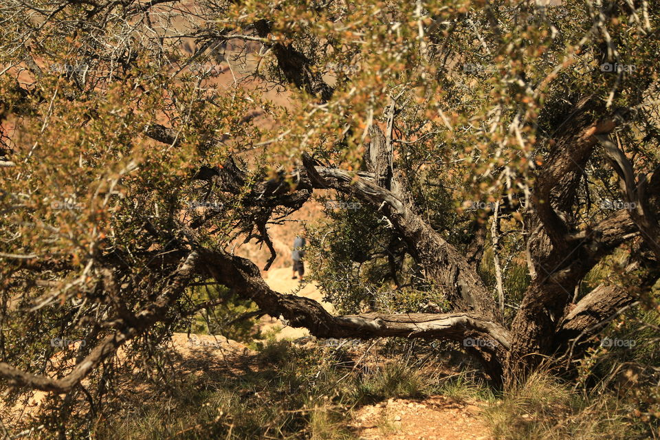 Looking through the trees. Focal points. Naturally framed. Grand Canyon Arizona