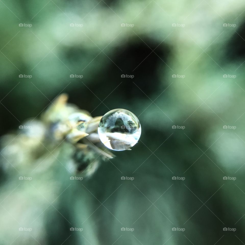 Rain, Nature, Blur, No Person, Drop