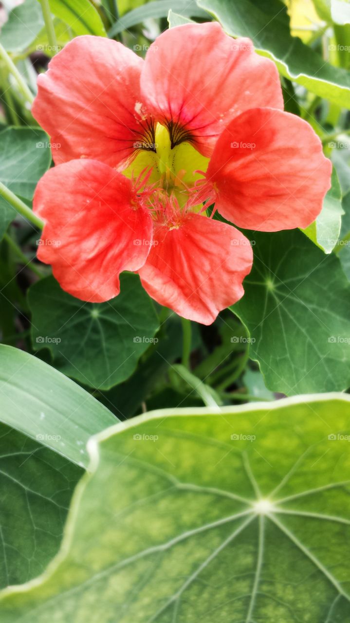 Nasturtium. In my garden