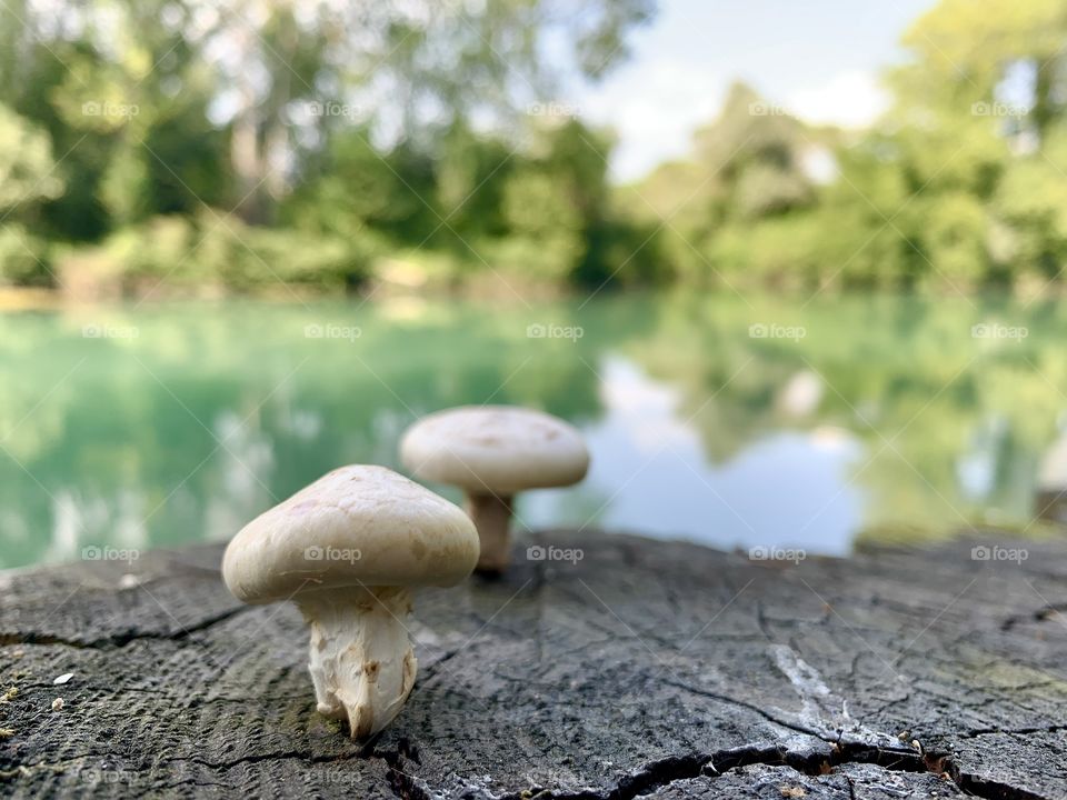 The placid flow of the spring river Sile in the stretch between Casier and Casale sul Sile in the Venetian countryside.
