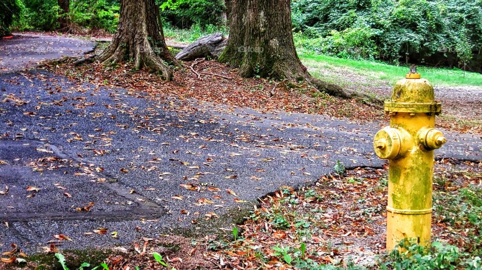 random fire hydrant in the woods