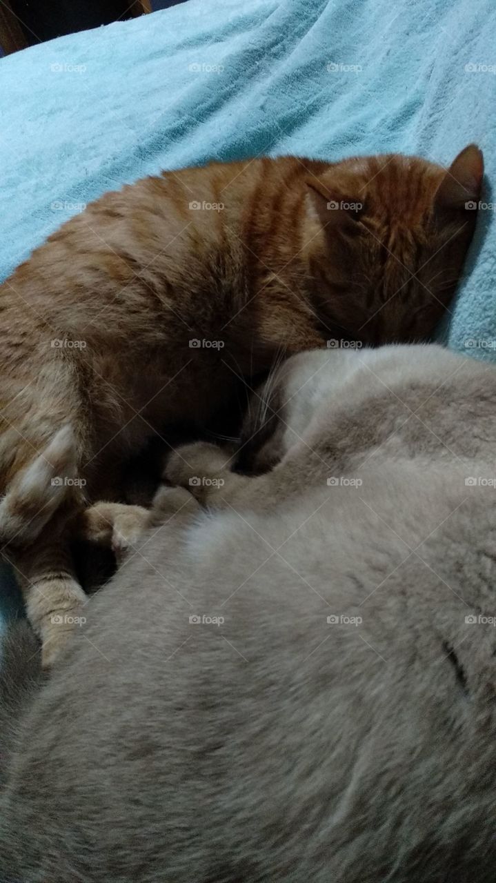 nap buddies cat Orange and siamese