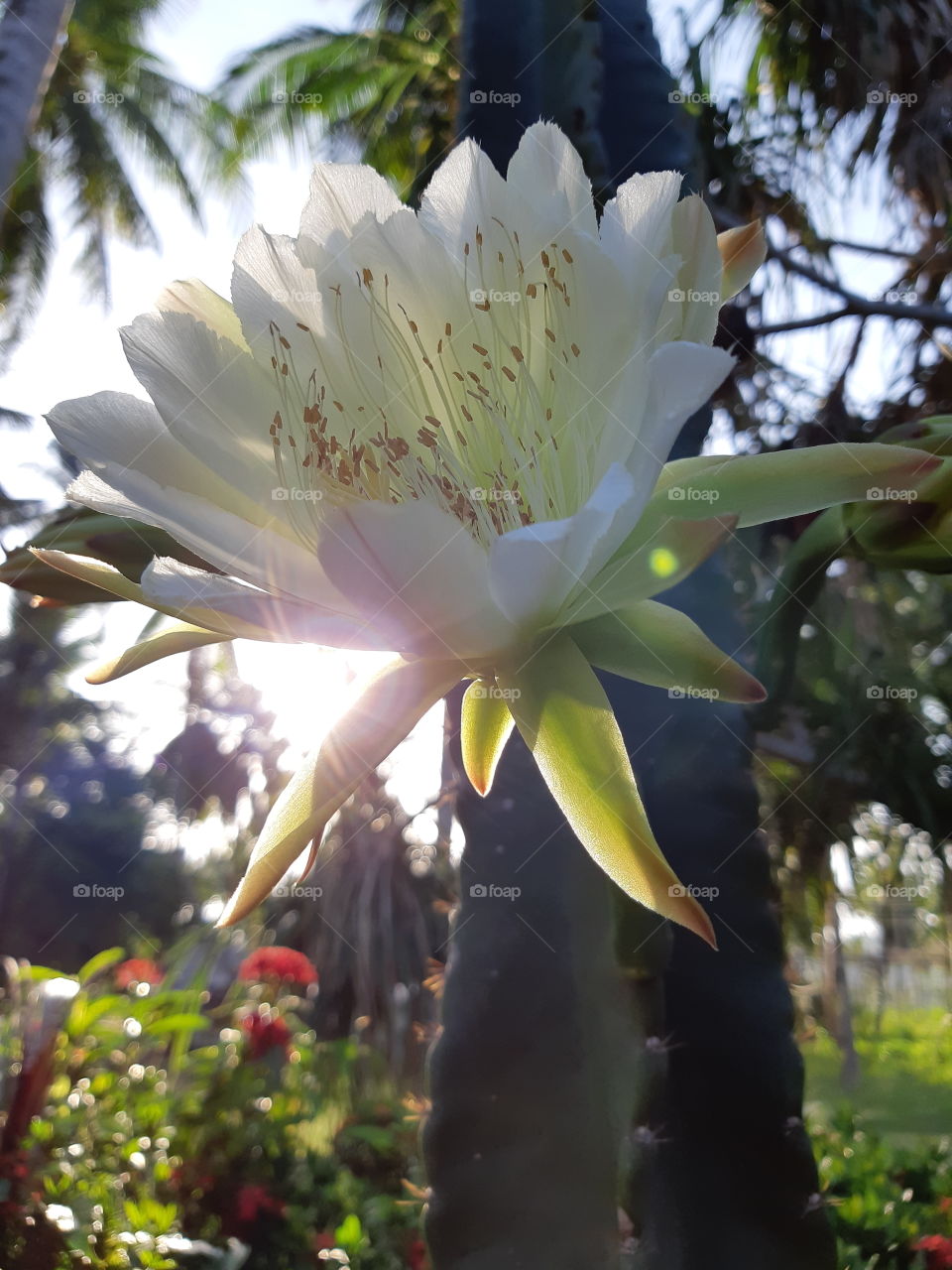 cactus flower at sunrise (Thailand)