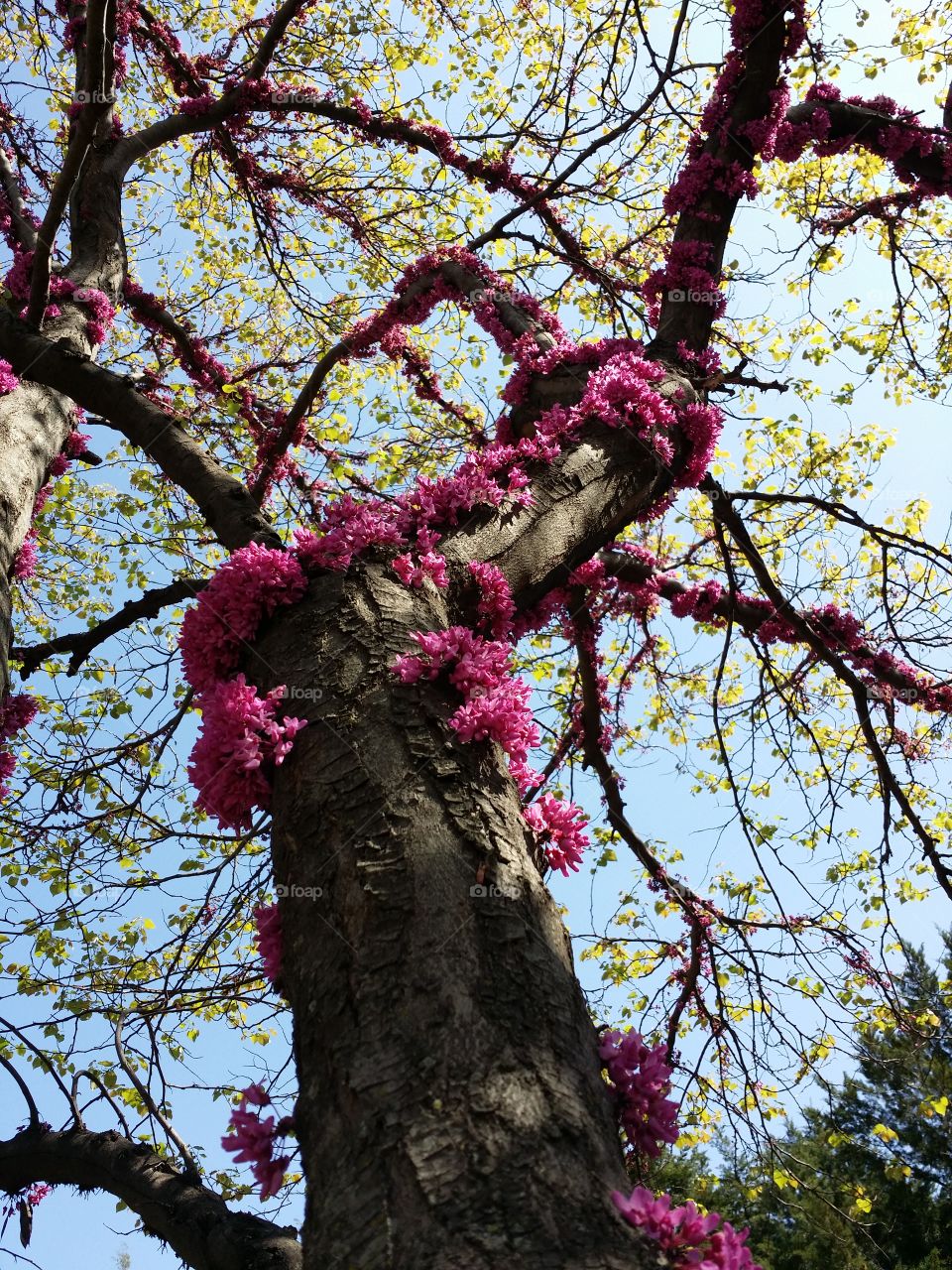 Stately Redbud tree in full bloom reaching for the spring sky