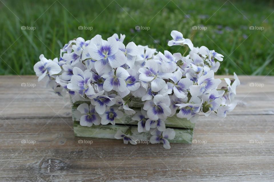 White violets in a green basket on a background of green grass 