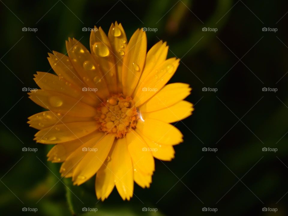 morning dew on a yellow flower